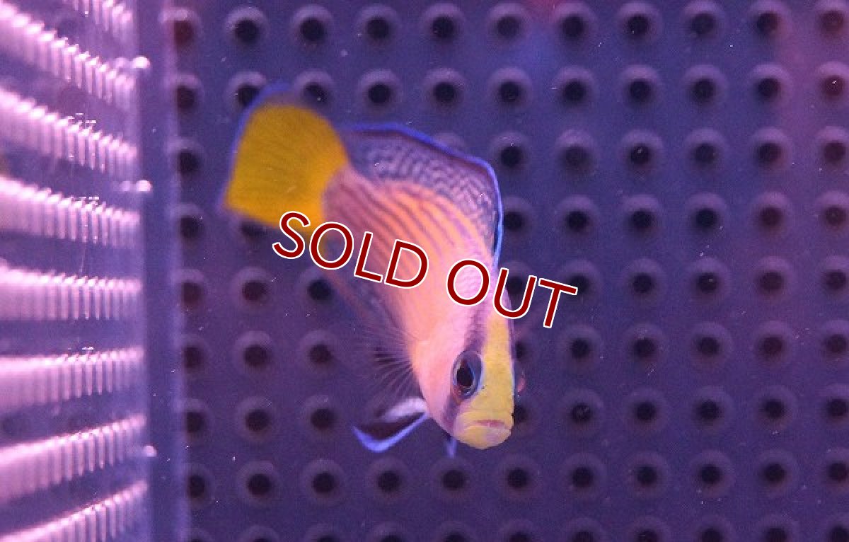 画像3: 【海水魚・ニセスズメ】スプレンディットドッティーバック (1匹)±5-6cm (サンプル画像）（生体）(海水魚) (3)