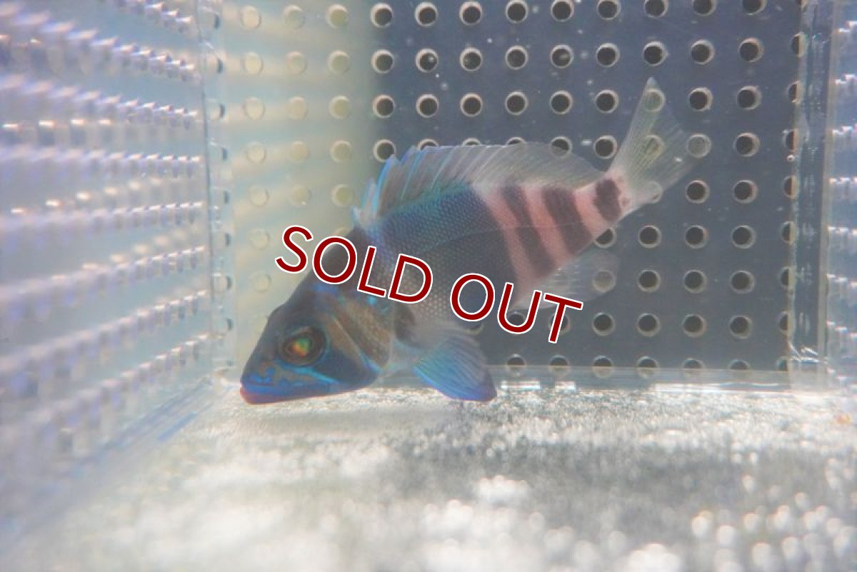 画像2: 【海水魚・ハタ】インディゴハムレット(MLサイズ）（1匹）（±6-9cm）（サンプル画像）（生体）(海水魚) (2)