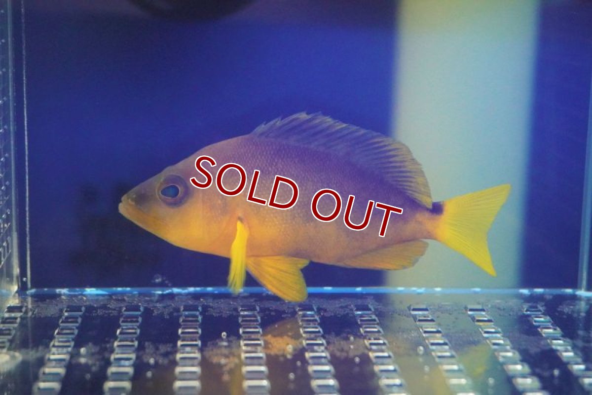 画像2: 【海水魚・ハタ】イエローベリーハムレット（1匹）（±7-9cm）（サンプル画像）（生体）(海水魚) (2)