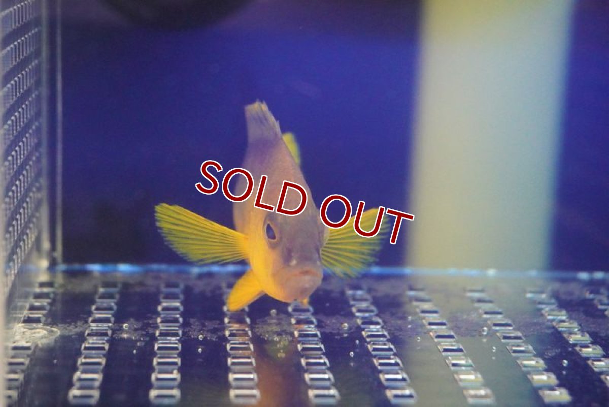 画像3: 【海水魚・ハタ】イエローベリーハムレット（1匹）（±7-9cm）（サンプル画像）（生体）(海水魚) (3)