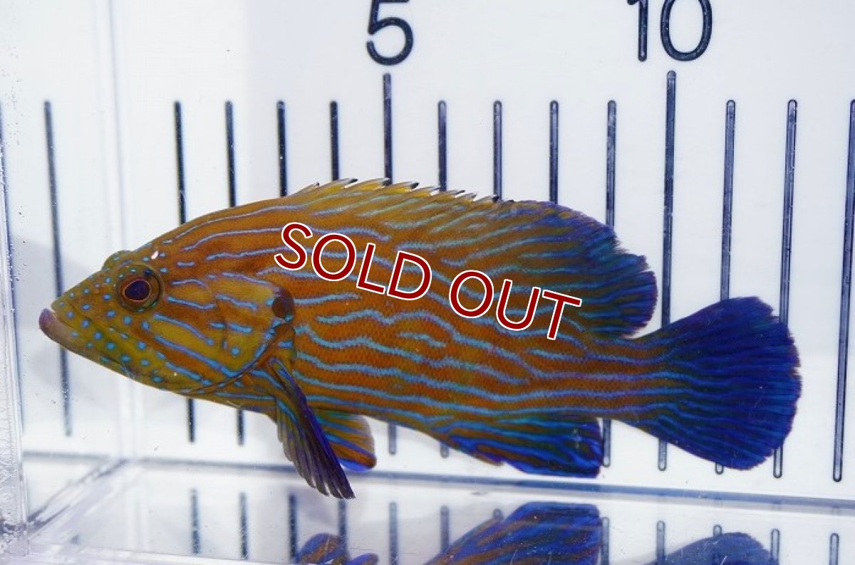 画像2: 【海水魚・ハタ】ブルーライングルーパー（1匹）（±10-15cm）（サンプル画像）（生体）(海水魚)（サンゴ） (2)