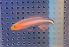 画像1: 【海水魚・ニセスズメ】【通販】ダブルストライプドドッティーバック【1匹】（±4-5cm）（サンプル画像）（生体）(海水魚)（サンゴ） (1)