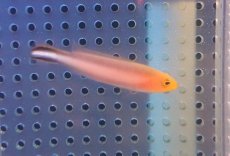画像2: 【海水魚・ニセスズメ】【通販】ダブルストライプドドッティーバック【1匹】（±4-5cm）（サンプル画像）（生体）(海水魚)（サンゴ） (2)