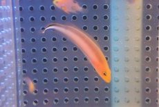 画像3: 【海水魚・ニセスズメ】【通販】ダブルストライプドドッティーバック【1匹】（±4-5cm）（サンプル画像）（生体）(海水魚)（サンゴ） (3)