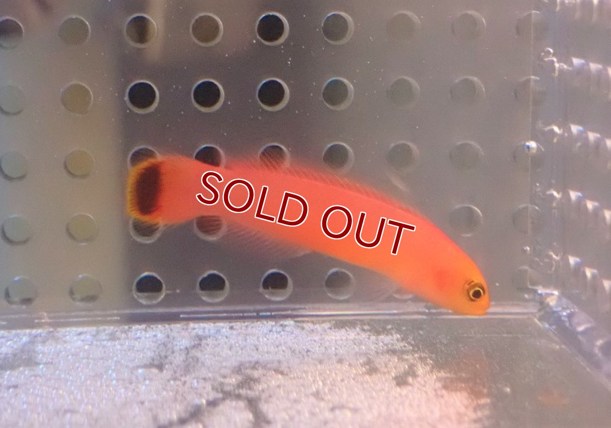 画像2: 【海水魚・ニセスズメ】エロンガータドッティーバック【1匹】（±4cm）（サンプル画像）（生体）(海水魚)（サンゴ） (2)