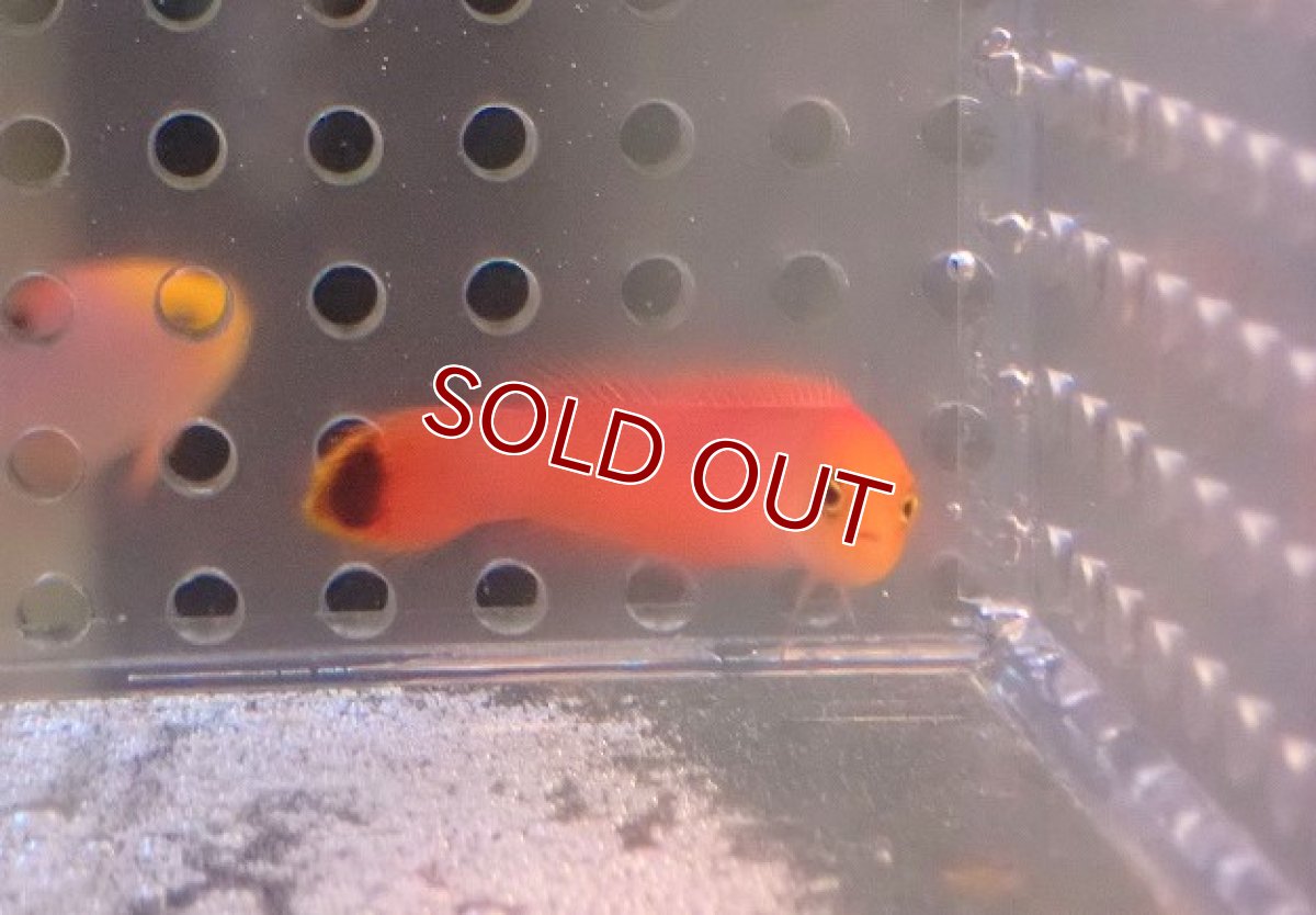 画像3: 【海水魚・ニセスズメ】エロンガータドッティーバック【1匹】（±4cm）（サンプル画像）（生体）(海水魚)（サンゴ） (3)