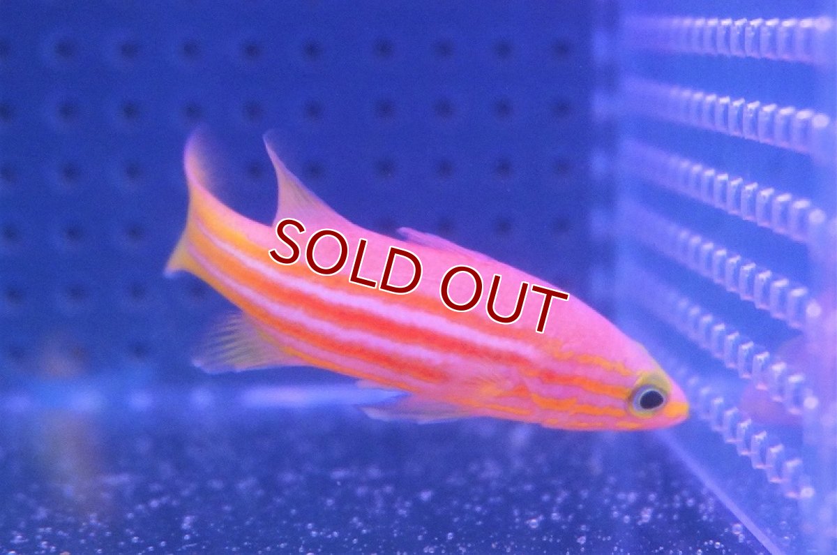 画像3: 【海水魚・ハタ】アフリカンリーフバスレット【1匹】（±6cm）（サンプル画像）（生体）(海水魚)（サンゴ） (3)