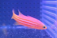 画像3: 【海水魚・ハタ】【通販】アフリカンリーフバスレット【1匹】（±6cm）（サンプル画像）（生体）(海水魚)（サンゴ） (3)