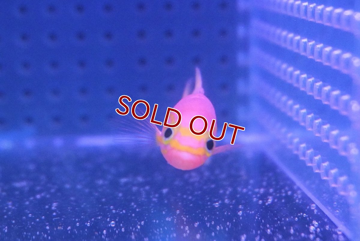 画像4: 【海水魚・ハタ】アフリカンリーフバスレット【1匹】（±6cm）（サンプル画像）（生体）(海水魚)（サンゴ） (4)