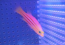 画像5: 【海水魚・ハタ】【通販】アフリカンリーフバスレット【1匹】（±6cm）（サンプル画像）（生体）(海水魚)（サンゴ） (5)