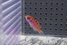 画像1: 【海水魚・ハタ】【通販】チョークバスレット（Sサイズ）【1匹】（±4cm）（サンプル画像）（生体）(海水魚)（サンゴ） (1)