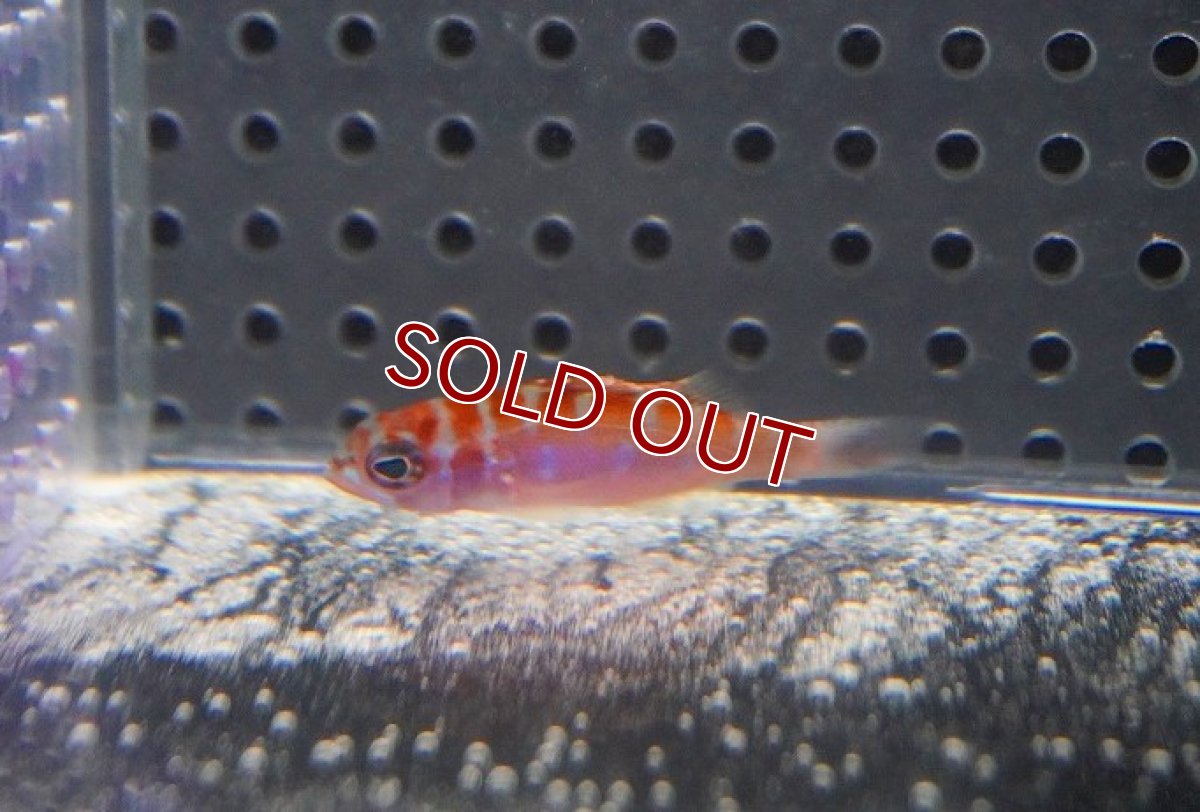 画像2: 【海水魚・ハタ】チョークバスレット（Sサイズ）【1匹】（±4cm）（サンプル画像）（生体）(海水魚)（サンゴ） (2)