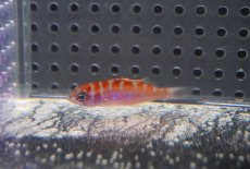 画像2: 【海水魚・ハタ】【通販】チョークバスレット（Sサイズ）【1匹】（±4cm）（サンプル画像）（生体）(海水魚)（サンゴ） (2)