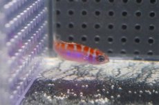 画像3: 【海水魚・ハタ】【通販】チョークバスレット（Sサイズ）【1匹】（±4cm）（サンプル画像）（生体）(海水魚)（サンゴ） (3)