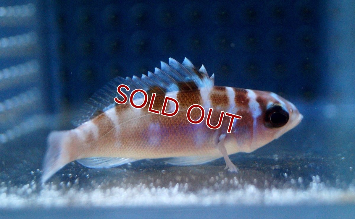 画像2: 【海水魚・ハタ】チョークバスレット（SM-Mサイズ）【1匹】（±5-6cm）（サンプル画像）（生体）(海水魚)（サンゴ） (2)