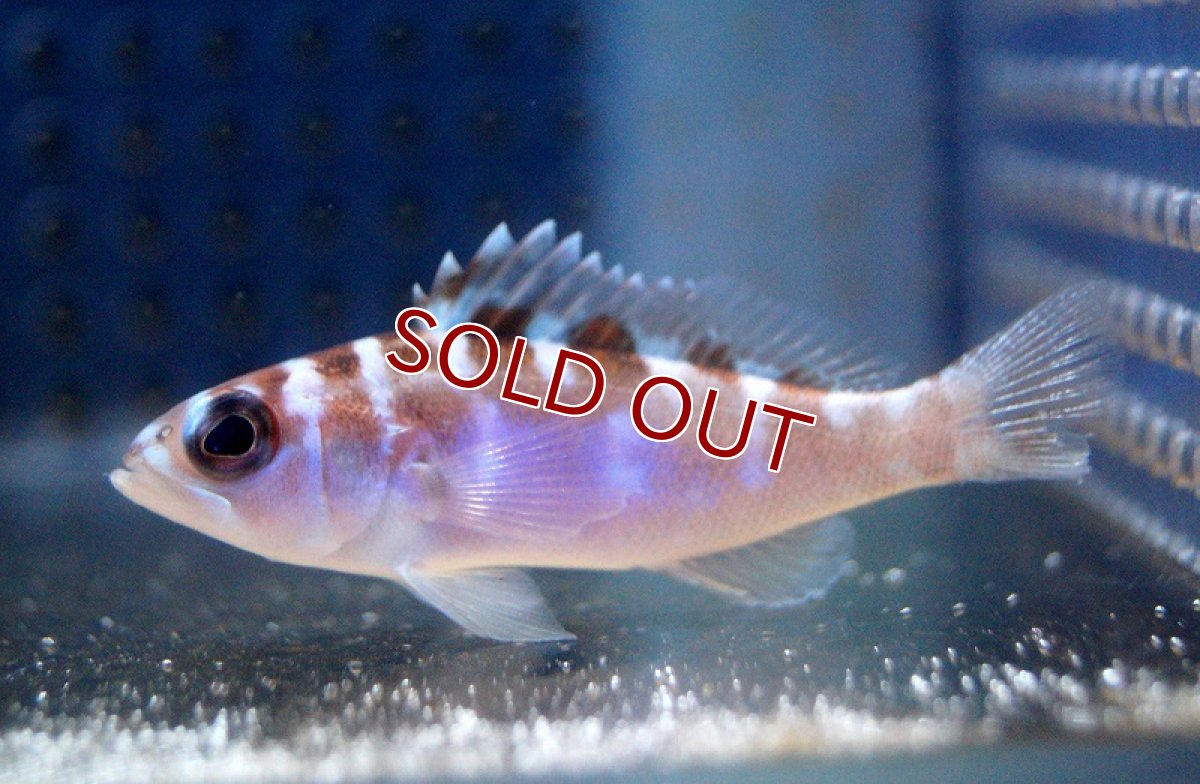 画像3: 【海水魚・ハタ】チョークバスレット（SM-Mサイズ）【1匹】（±5-6cm）（サンプル画像）（生体）(海水魚)（サンゴ） (3)