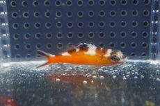 画像1: 【海水魚・ハタ】【通販】タバコフィッシュ【カリブ産】【1匹】（±4-5cm）（サンプル画像）（生体）(海水魚)（サンゴ） (1)