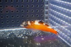 画像2: 【海水魚・ハタ】【通販】タバコフィッシュ【カリブ産】【1匹】（±4-5cm）（サンプル画像）（生体）(海水魚)（サンゴ） (2)