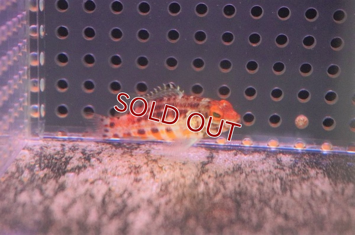 画像2: 【海水魚・ハタ】ランタンバスレット【1匹】（±4-6cm）（サンプル画像）（生体）(海水魚)（サンゴ） (2)