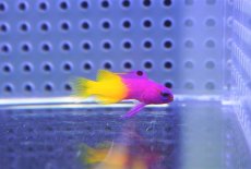 画像1: 【海水魚】【通販】ロイヤルグラマ（XS〜Sサイズ）【1匹】（±3-4cm）（サンプル画像）（生体）(海水魚) (1)