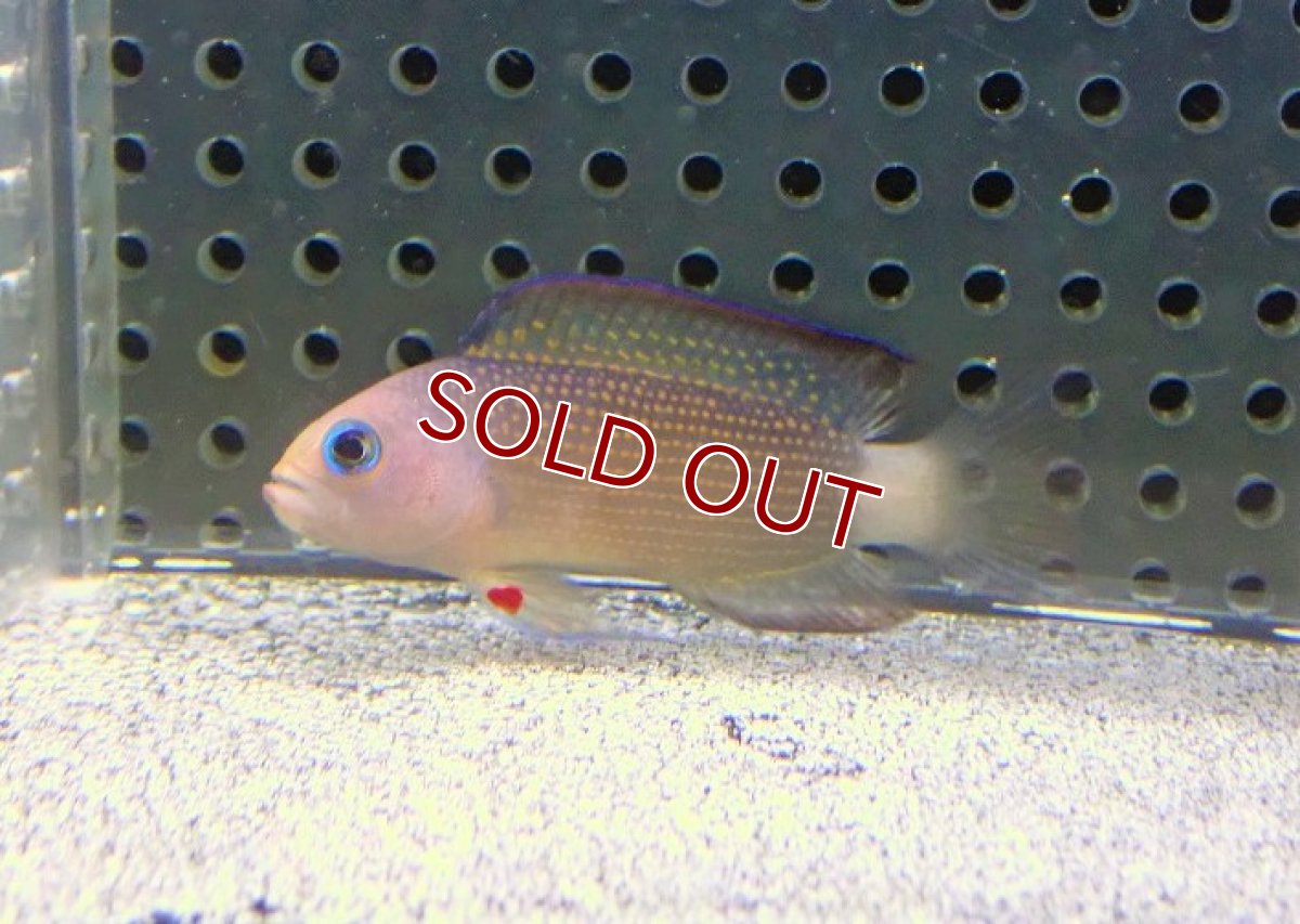 画像2: 【海水魚・メギス】レッドスポットドッティーバック【1匹】（±5-6cm）（サンプル画像）（生体）(海水魚) (2)