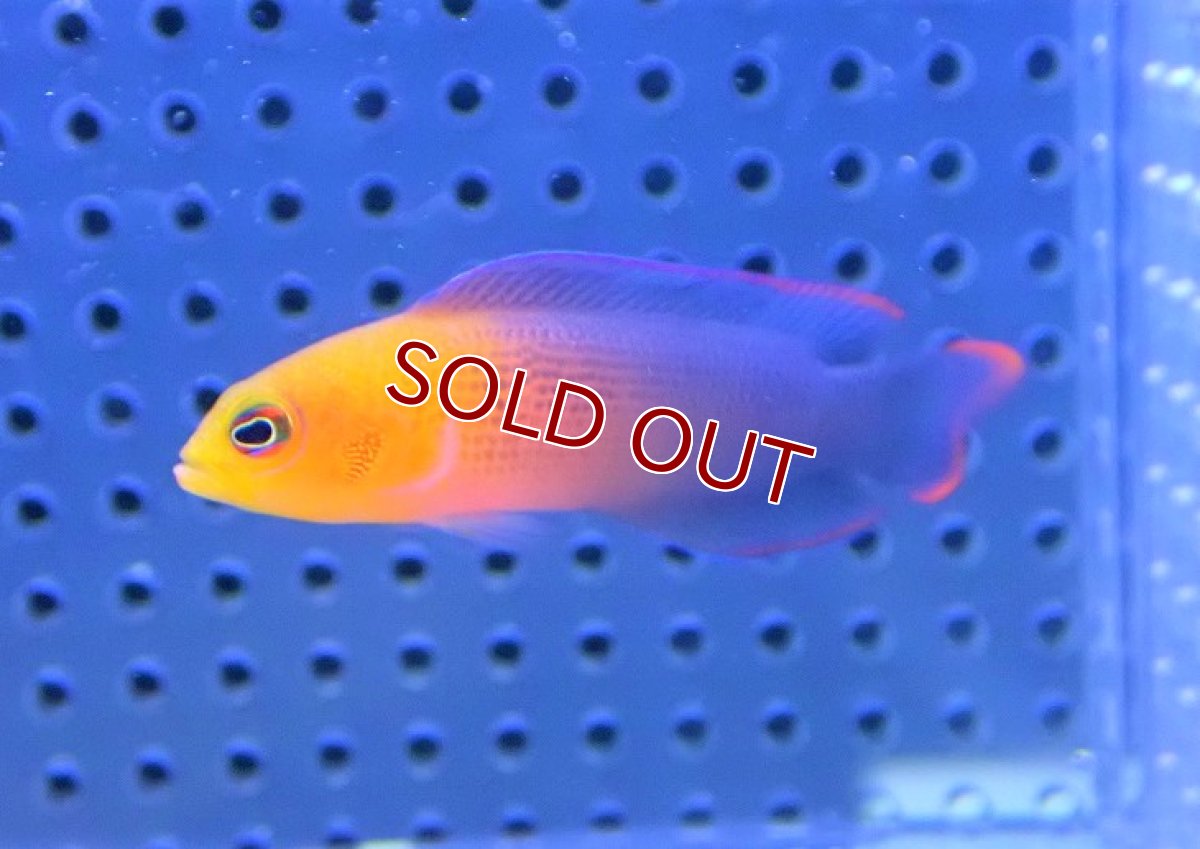 画像1: 【海水魚・メギス】ディレクターズドッティーバック【1匹】（±5-6cm）（サンプル画像）（生体）(海水魚) (1)