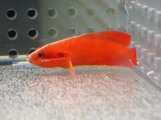 画像1: 【海水魚・メギス】【通販】クレナイトゲメギス【1匹】（±5cm）（サンプル画像）（生体）(海水魚) (1)