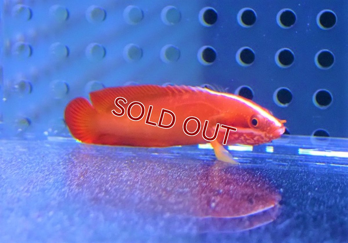 画像2: 【海水魚・メギス】クレナイトゲメギス【1匹】（±5cm）（サンプル画像）（生体）(海水魚) (2)