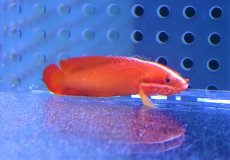 画像2: 【海水魚・メギス】【通販】クレナイトゲメギス【1匹】（±5cm）（サンプル画像）（生体）(海水魚) (2)