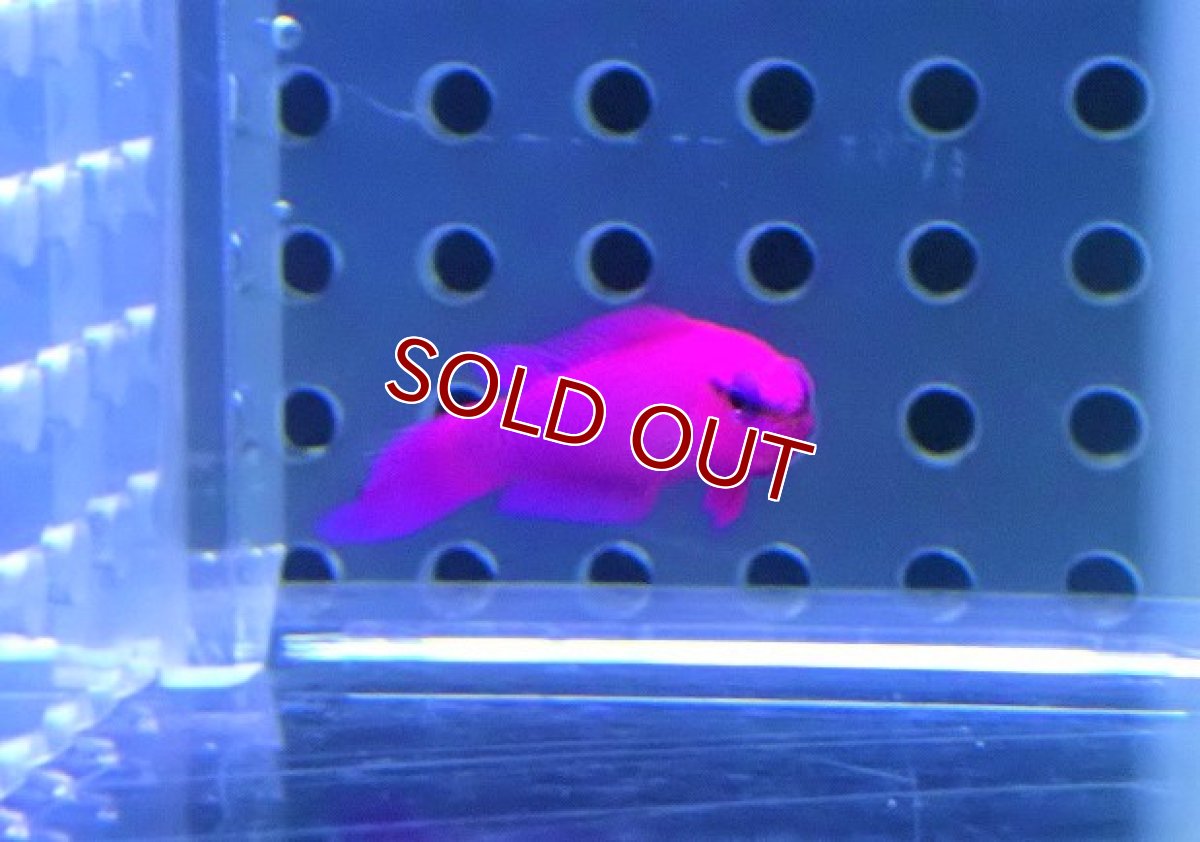 画像2: 【海水魚・メギス】オーキッドドッティーバック【ブリード】【1匹】（±3.5-4ｃｍ）（サンプル画像）（生体）(海水魚) (2)