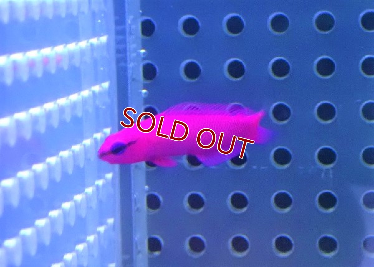 画像3: 【海水魚・メギス】オーキッドドッティーバック【ブリード】【1匹】（±3.5-4ｃｍ）（サンプル画像）（生体）(海水魚) (3)