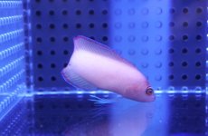 画像2: 【海水魚・ニセスズメ】リングアイドッティーバック【1匹】（±5-6cm） (サンプル画像）（生体）(海水魚) (2)