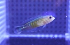画像2: 【海水魚・ニセスズメ】リュウキュウニセスズメダイ【1匹】（±4-5cm） (サンプル画像）（生体）(海水魚) (2)