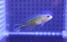 画像2: 【海水魚・ニセスズメ】【通販】リュウキュウニセスズメダイ【1匹】（±4-5cm） (サンプル画像）（生体）(海水魚) (2)