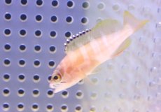 画像1: 【海水魚・ハタ】【通販】アカハタ（幼魚）Sサイズ【1匹】（±4-5cm） (サンプル画像）（生体）(海水魚) (1)