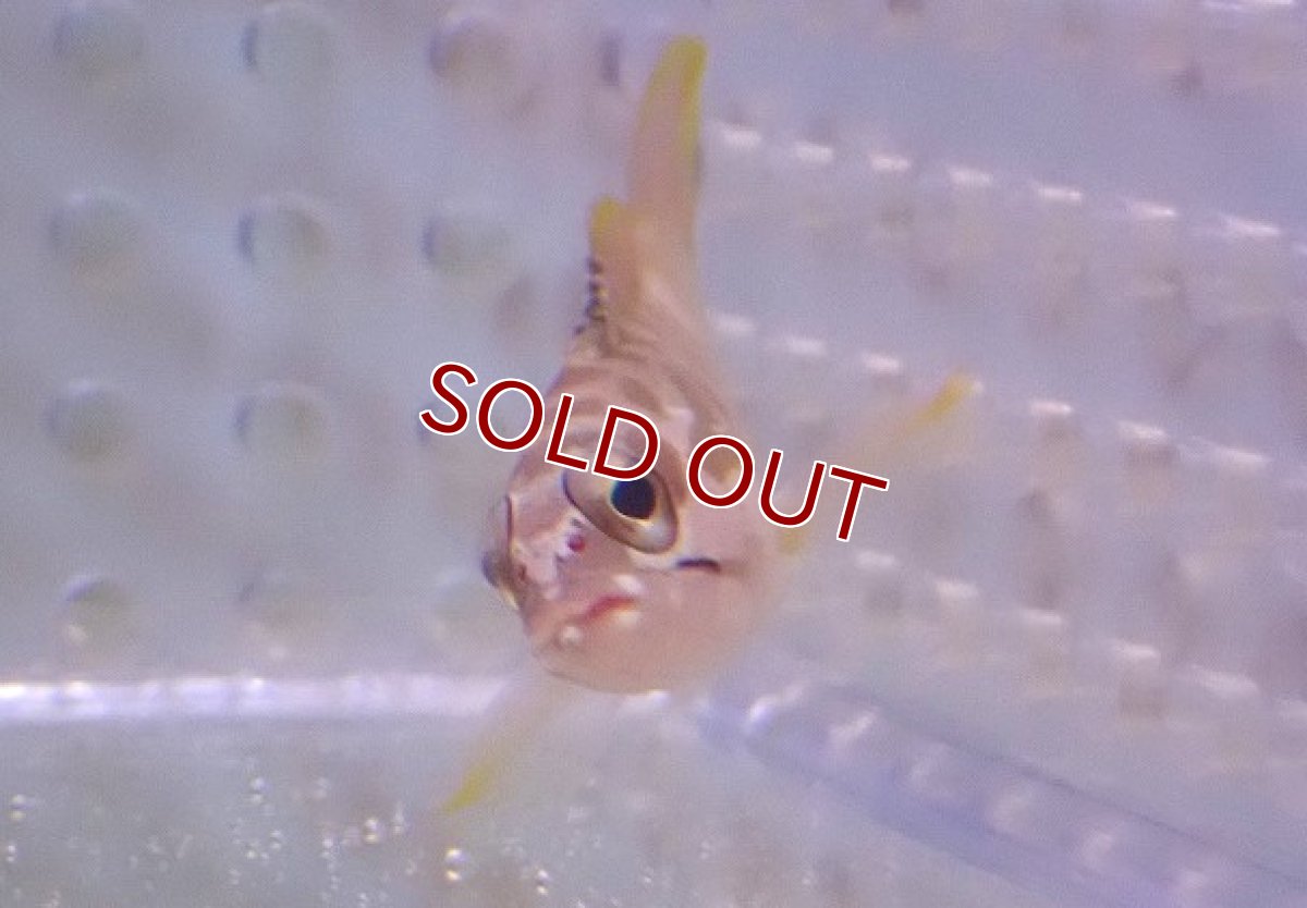 画像2: 【海水魚・ハタ】アカハタ（幼魚）Sサイズ【1匹】（±4-5cm） (サンプル画像）（生体）(海水魚) (2)