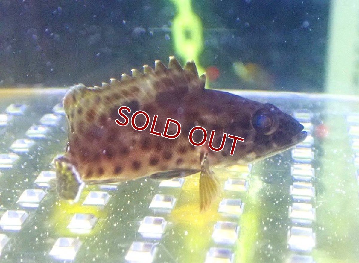 画像1: 【海水魚・ハタ】カンモンハタ（S〜SMサイズ）【1匹】（±5-7cm） (サンプル画像）（生体）(海水魚) (1)