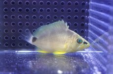 画像1: 【海水魚・ハタ】【通販】バターハムレット【1匹】（±7-10cm） (サンプル画像）（生体）(海水魚) (1)