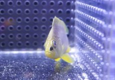 画像2: 【海水魚・ハタ】【通販】バターハムレット【1匹】（±7-10cm） (サンプル画像）（生体）(海水魚) (2)