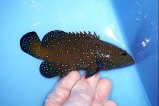 画像1: 【海水魚・ハタ】状態良好♪♪アオノメハタ【1匹】（±8-12cm） (サンプル画像）（生体）(海水魚) (1)