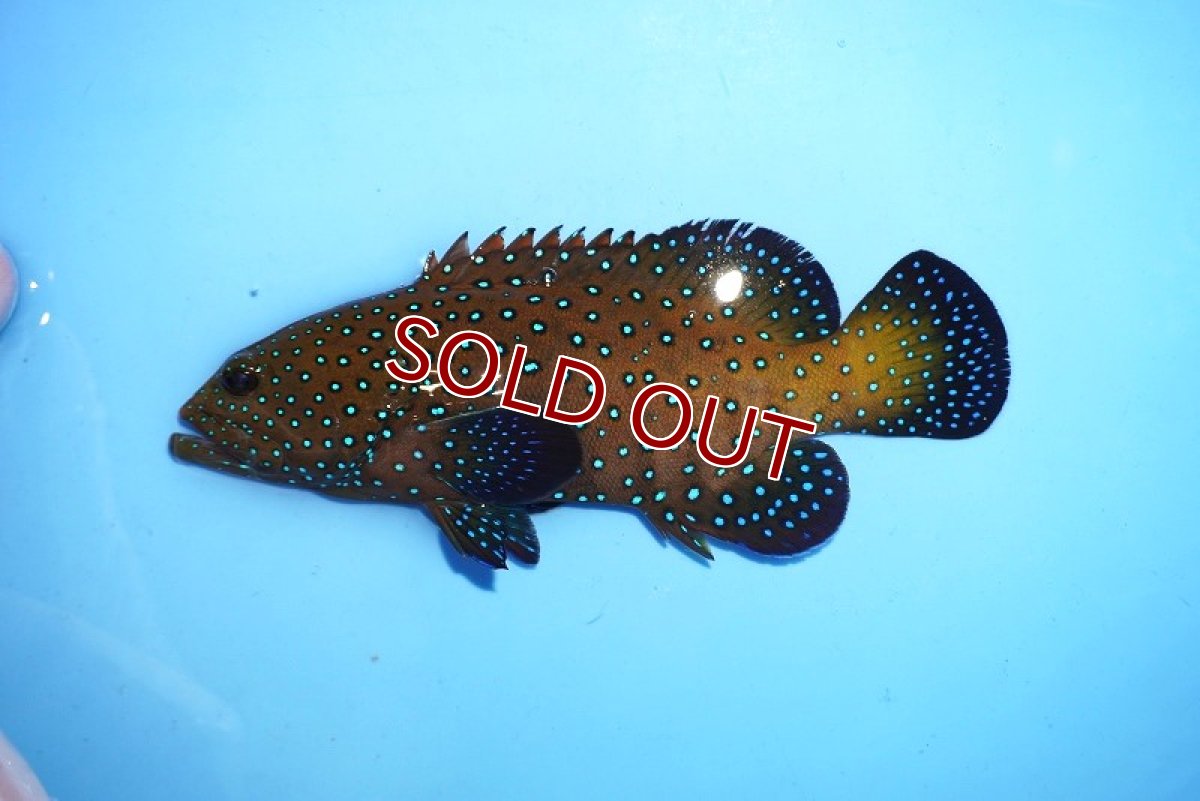 画像2: 【海水魚・ハタ】状態良好♪♪アオノメハタ【1匹】（±8-12cm） (サンプル画像）（生体）(海水魚) (2)