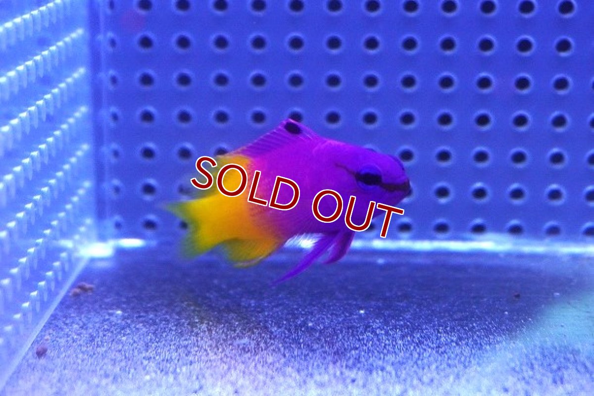 画像2: 【海水魚・ハタ】ロイヤルグラマ（L〜XLサイズ)【1匹】（±5-6cm） (サンプル画像）（生体）(海水魚) (2)