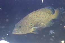 画像1: 【海水魚・ハタ】【通販】アオノメハタ（MーMLサイズ）(個体販売）（±15-18cm）(サンプル画像）（生体）(海水魚) (1)