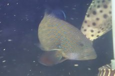画像2: 【海水魚・ハタ】【通販】アオノメハタ（MーMLサイズ）(個体販売）（±15-18cm）(サンプル画像）（生体）(海水魚) (2)