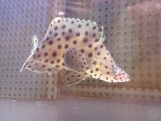 画像1: 【海水魚・ハタ】【通販】サラサハタ（MLサイズ）(個体販売）（±14-18cm）(サンプル画像）（生体）(海水魚) (1)