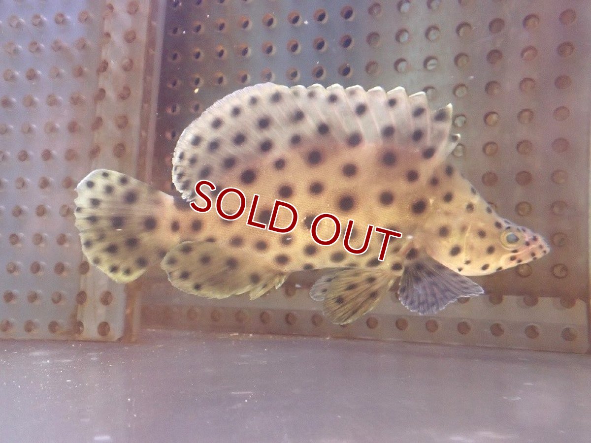 画像2: 【海水魚・ハタ】【通販】サラサハタ（MLサイズ）(個体販売）（±14-18cm）(サンプル画像）（生体）(海水魚) (2)