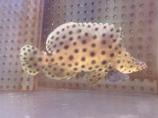 画像2: 【海水魚・ハタ】【通販】サラサハタ（MLサイズ）(個体販売）（±14-18cm）(サンプル画像）（生体）(海水魚) (2)
