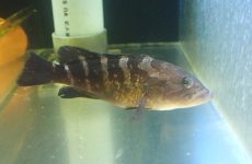 画像1: 【決算セール クーポンご利用で更に10％OFF対象商品】【海水魚・ハタ】【通販】乾燥エビ良く食べます♪クエ（Sサイズ）【1匹】（±9-12cm） (サンプル画像）（生体）(海水魚) (1)