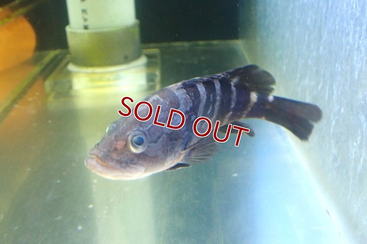 画像2: 【10%OFF対象商品30周年セール】【海水魚・ハタ】【通販】乾燥エビ良く食べます♪クエ（Sサイズ）【1匹】（±9-12cm） (サンプル画像）（生体）(海水魚) (2)