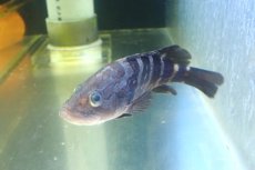 画像2: 【決算セール クーポンご利用で更に10％OFF対象商品】【海水魚・ハタ】【通販】乾燥エビ良く食べます♪クエ（Sサイズ）【1匹】（±9-12cm） (サンプル画像）（生体）(海水魚) (2)